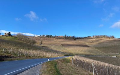 Wines of Piedmont